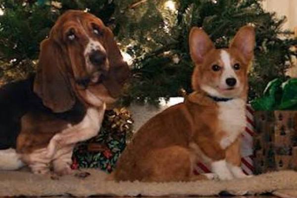 Netflix lanza el tráiler de La razón de estar contigo: Una Navidad perfecta y confirma que el perro no muere